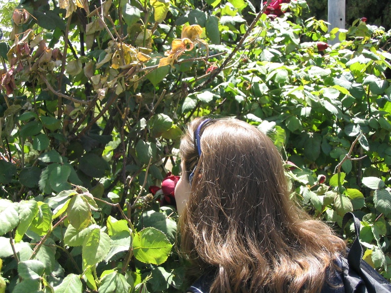 Roses Garden 002