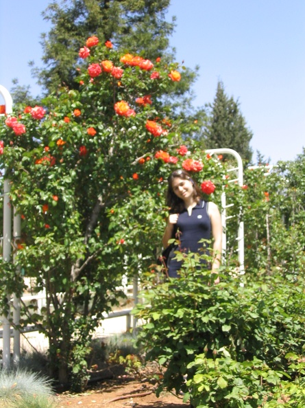 Roses Garden 003
