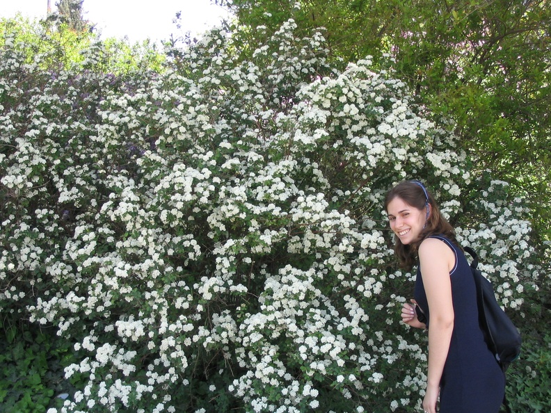Roses Garden 007