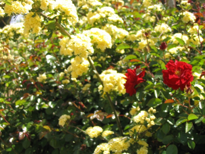 Roses Garden 009
