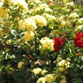 Roses Garden 009