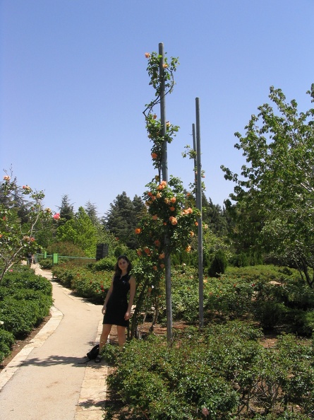 Roses Garden 010