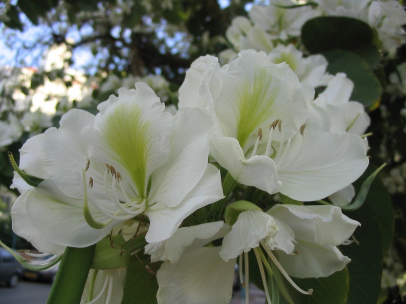 Kfar-Saba Flowers 002