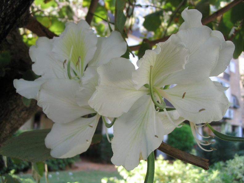 Kfar-Saba Flowers 003