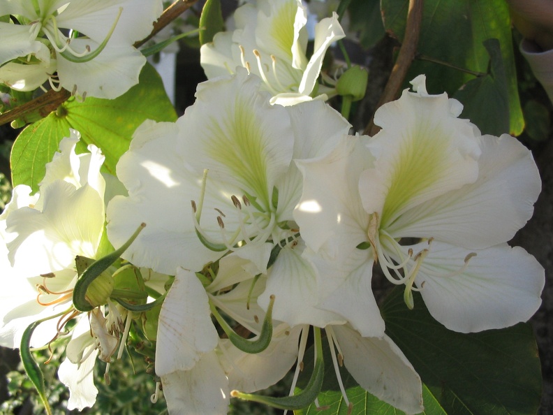 Kfar-Saba Flowers 004