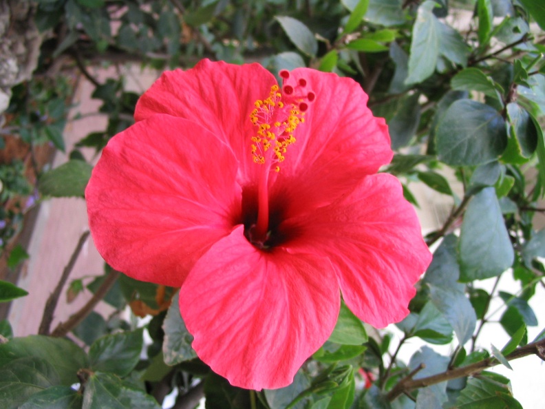 Kfar-Saba Flowers 007