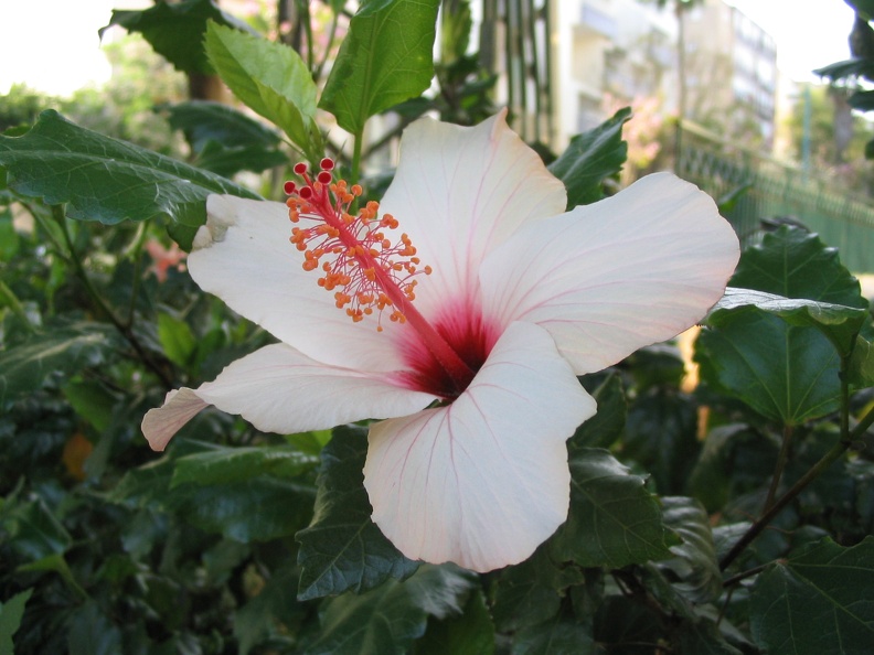 Kfar-Saba Flowers 010