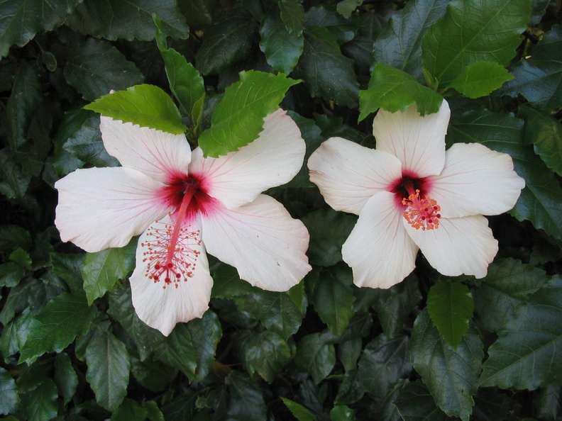 Kfar-Saba Flowers 011