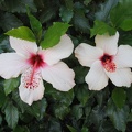 Kfar-Saba Flowers 011