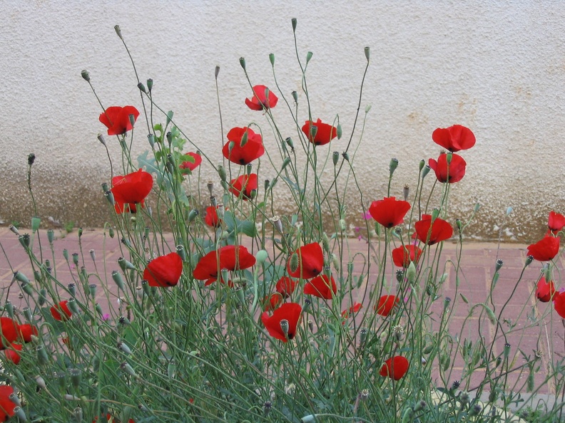 Kfar-Saba Flowers 012