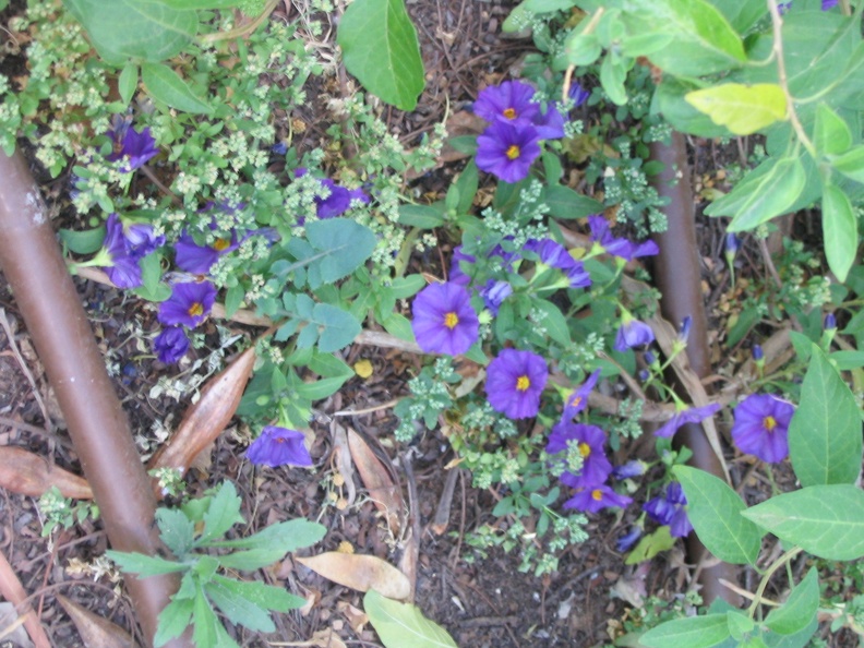 Kfar-Saba Flowers 016