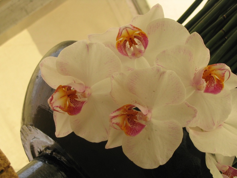 Flowers Exhibition 001