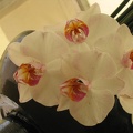Flowers Exhibition 001