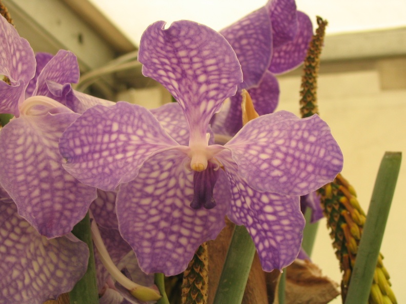 Flowers Exhibition 002