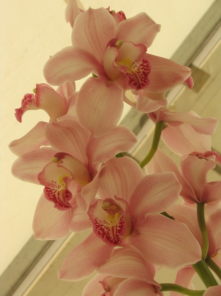 Flowers Exhibition 003