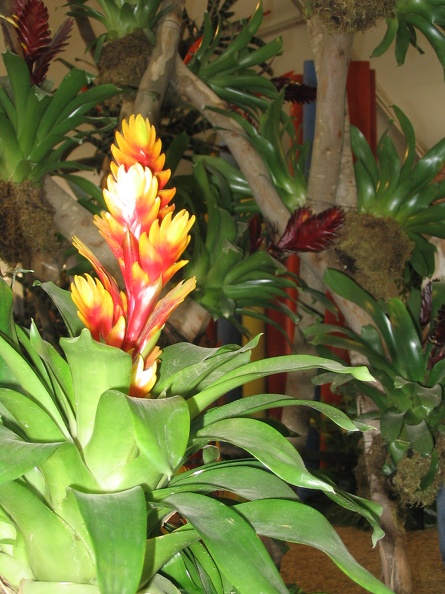 Flowers Exhibition 004