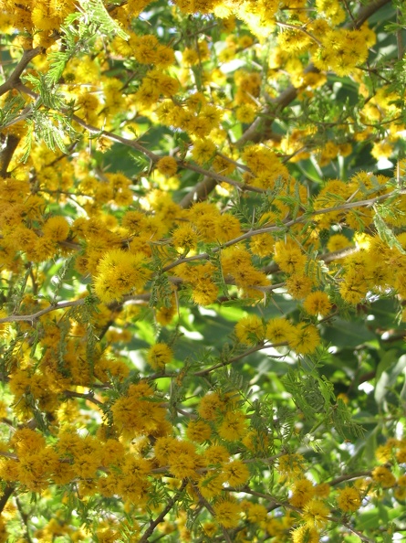 Flowers Exhibition 007