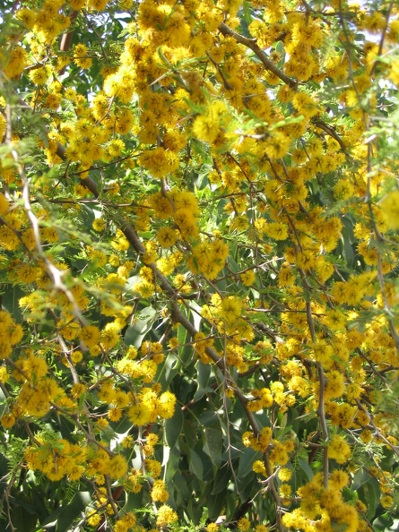 Flowers Exhibition 008