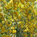 Flowers Exhibition 008
