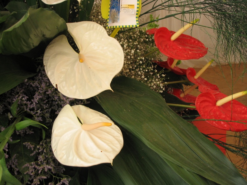 Flowers Exhibition 015
