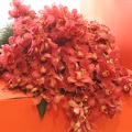 Flowers Exhibition 017