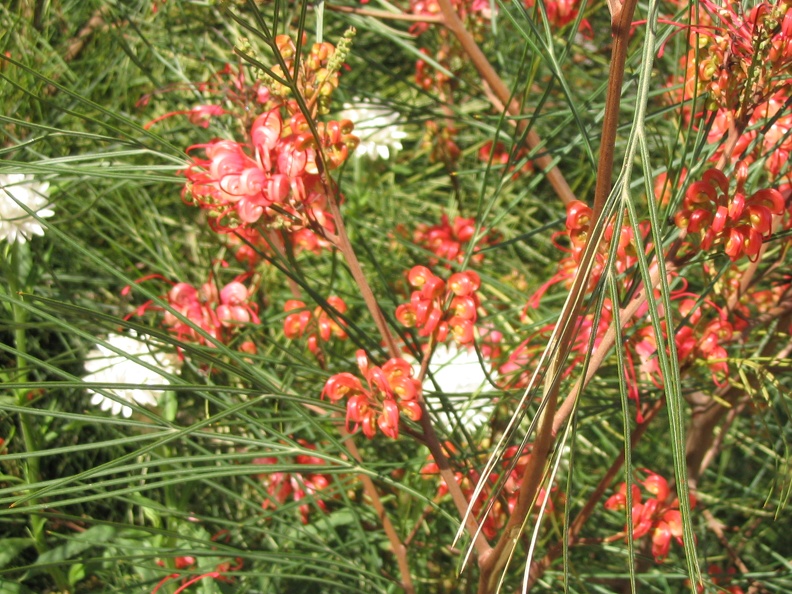 Flowers Exhibition 018