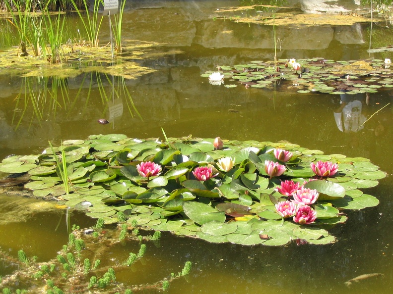 Flowers Exhibition 022
