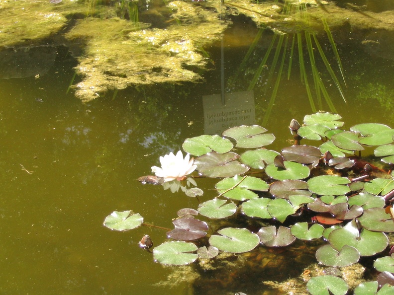 Flowers Exhibition 024