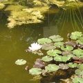 Flowers Exhibition 024