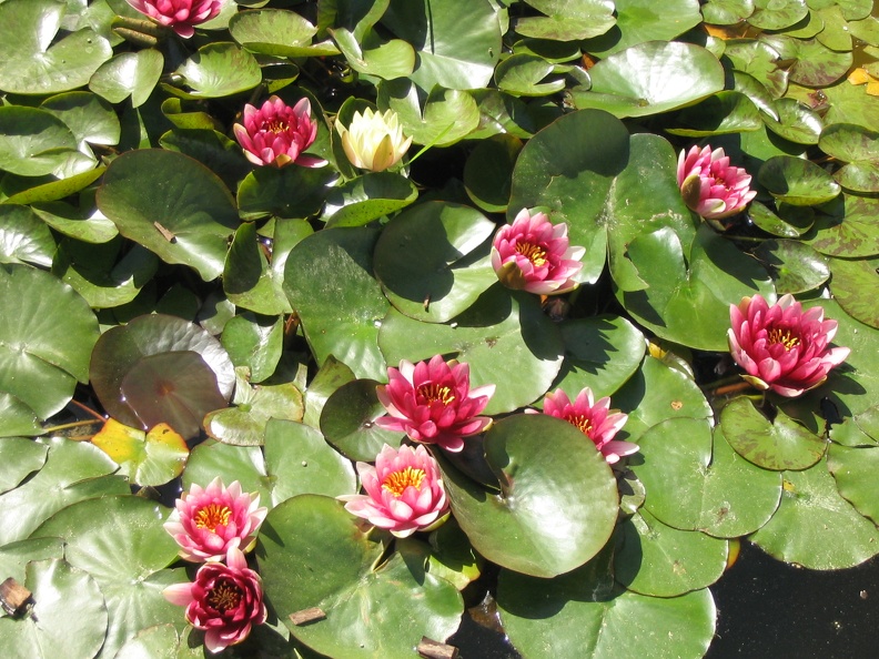 Flowers Exhibition 025