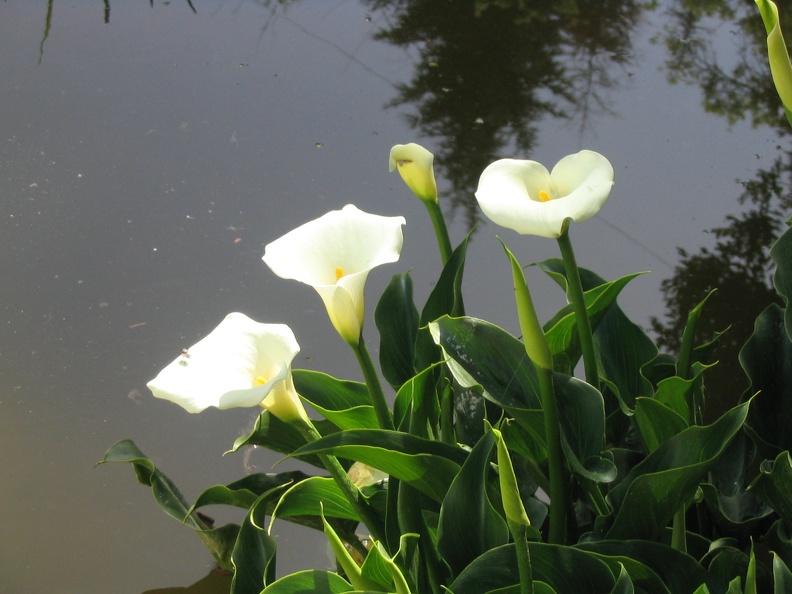 Flowers Exhibition 026