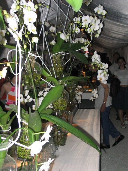 Flowers Exhibition 027