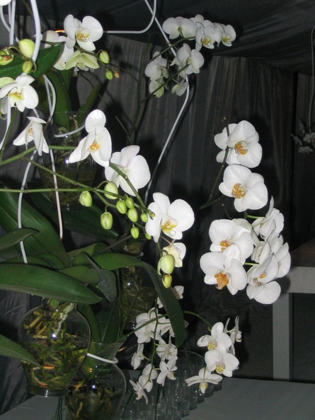 Flowers Exhibition 028