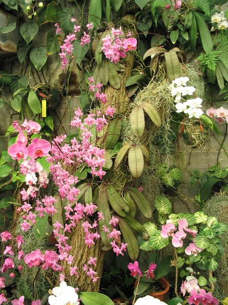 Flowers Exhibition 031