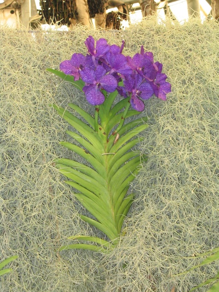 Flowers Exhibition 033