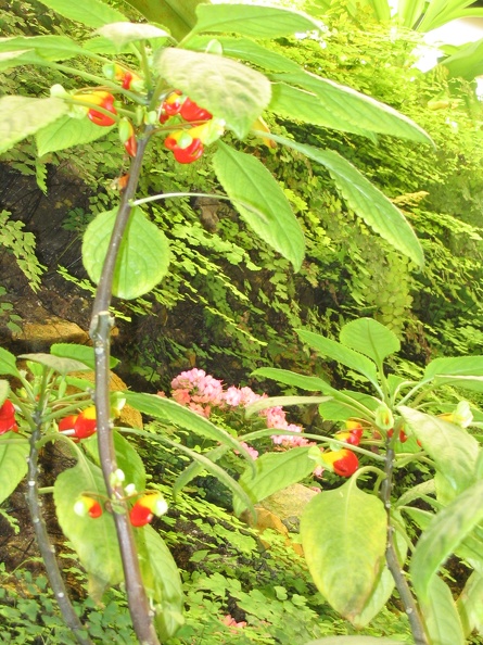 Flowers Exhibition 035