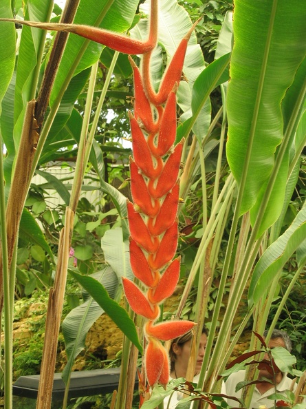 Flowers Exhibition 037