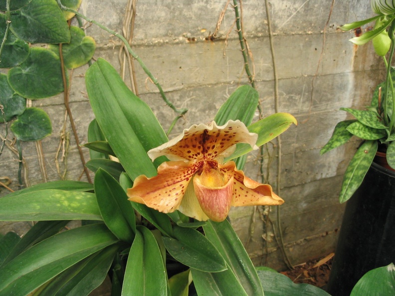Flowers Exhibition 039