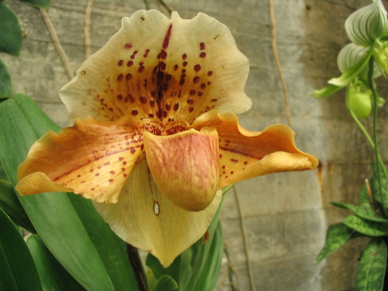 Flowers Exhibition 040