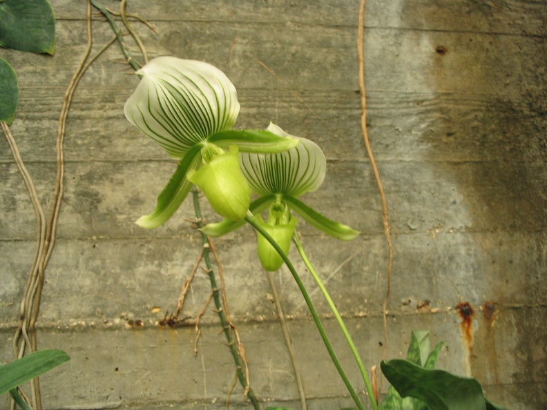 Flowers Exhibition 041