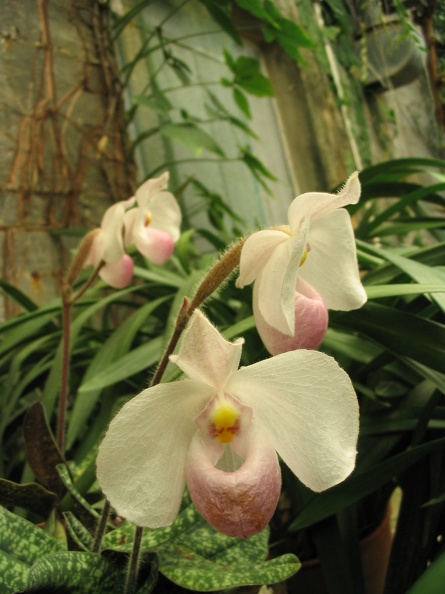 Flowers Exhibition 042