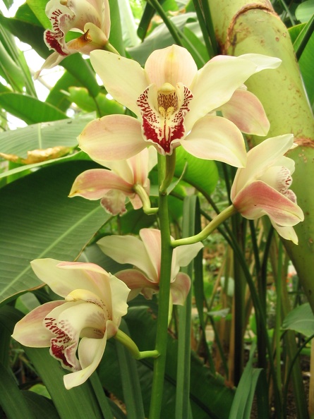 Flowers Exhibition 043