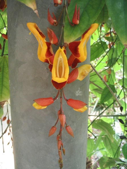 Flowers Exhibition 047