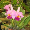 Flowers Exhibition 050