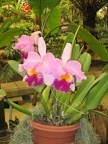 Flowers Exhibition 050