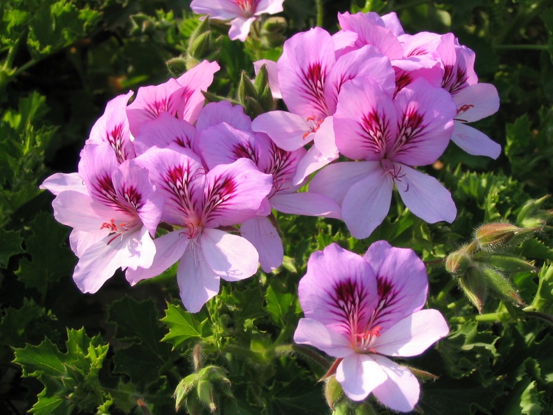 Flowers Exhibition 051