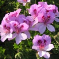 Flowers Exhibition 051
