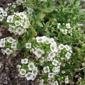 Mother's Flowers 001