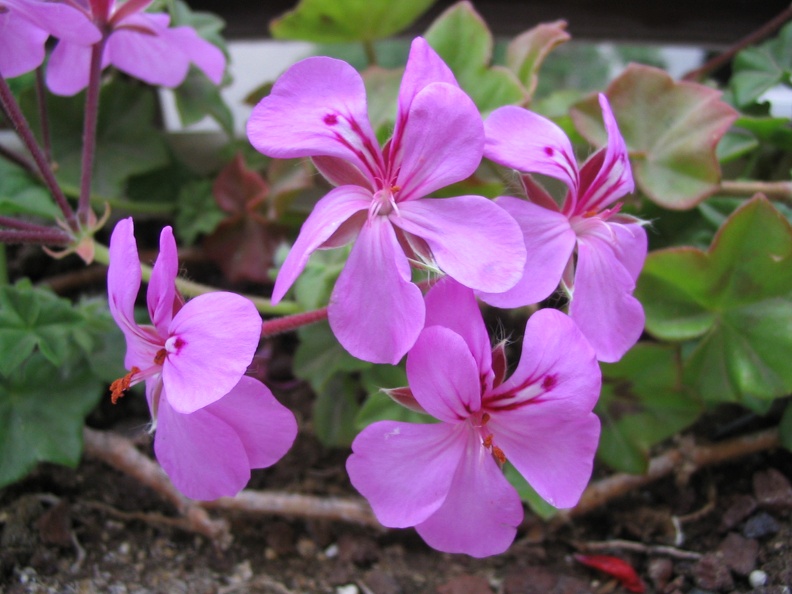 Mother's Flowers 003