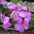 Mother's Flowers 003